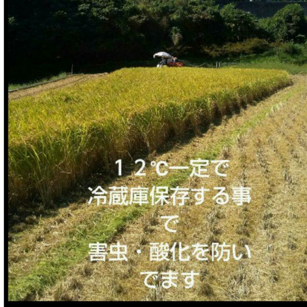 令和五年和歌山県産  キヌヒカリ  玄米１５kg 3
