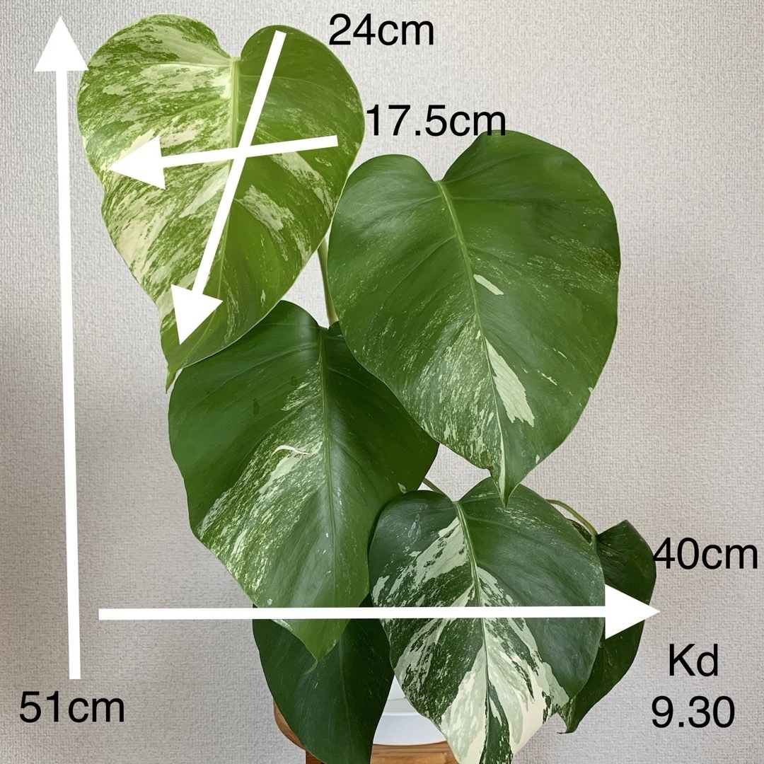 Kd】 モンステラ 斑入り ボルシギアナ 【鉢ごと発送】Kd-