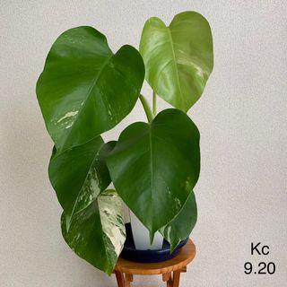 中古】 50ページ目 - その他の通販 150,000点以上(ハンドメイド