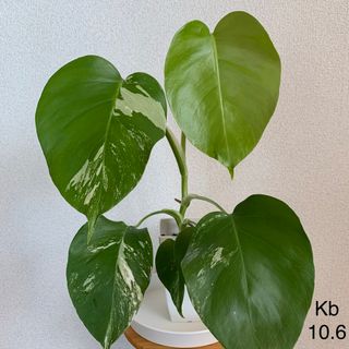 中古】 50ページ目 - その他の通販 150,000点以上(ハンドメイド