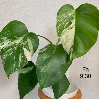 中古】 50ページ目 - その他の通販 150,000点以上(ハンドメイド