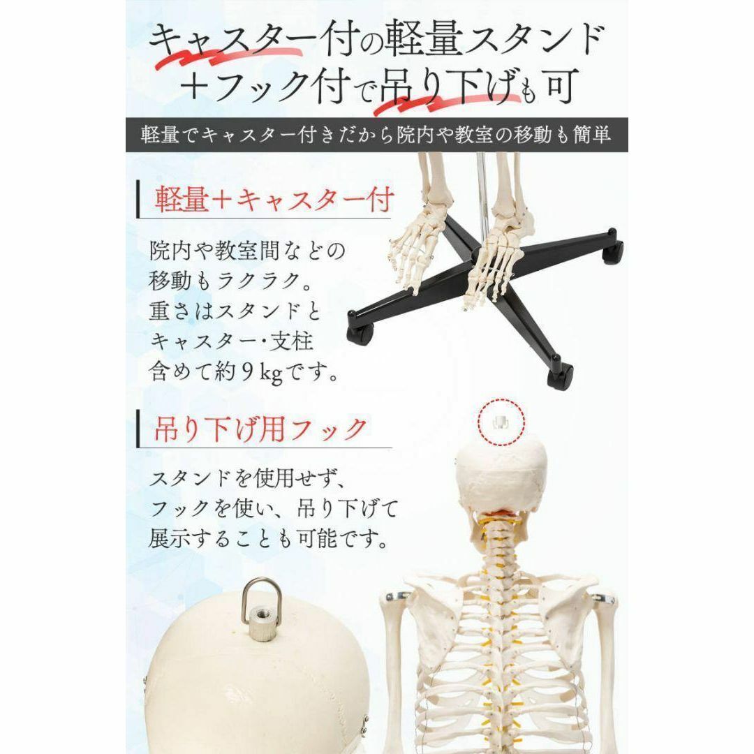 未使用品✨等身大 人体模型 170cm神経根有り全身骨格模型 骨格標本 未使用品✨等身大 人体模型 170cm神経根有り全身骨格模型 骨格標本