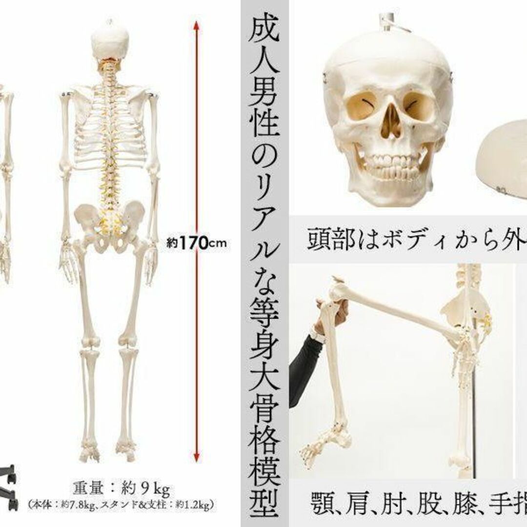 整骨院 整体院向け 骨格模型 人体模型 等身大 骨格標本 - 事務/店舗用品