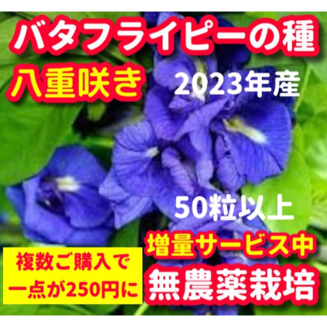 かなえ様専用☆バタフライピーの種・八重咲き【50粒以上】✖️2セット