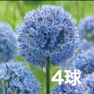 植えっぱなしアリウム　コエルレウム　球根4球(その他)