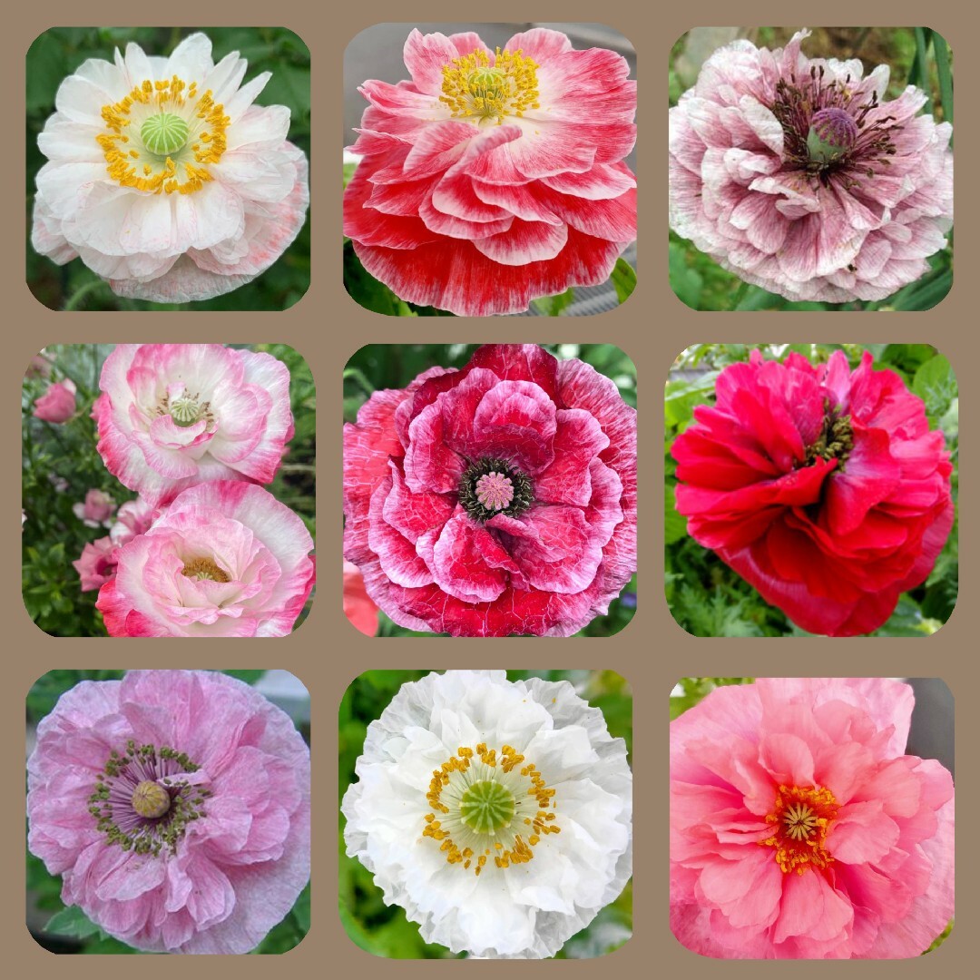 60粒　甘いフリンジポピー　✦エンジェルクワイヤーmix✦　花の種 ハンドメイドのフラワー/ガーデン(その他)の商品写真