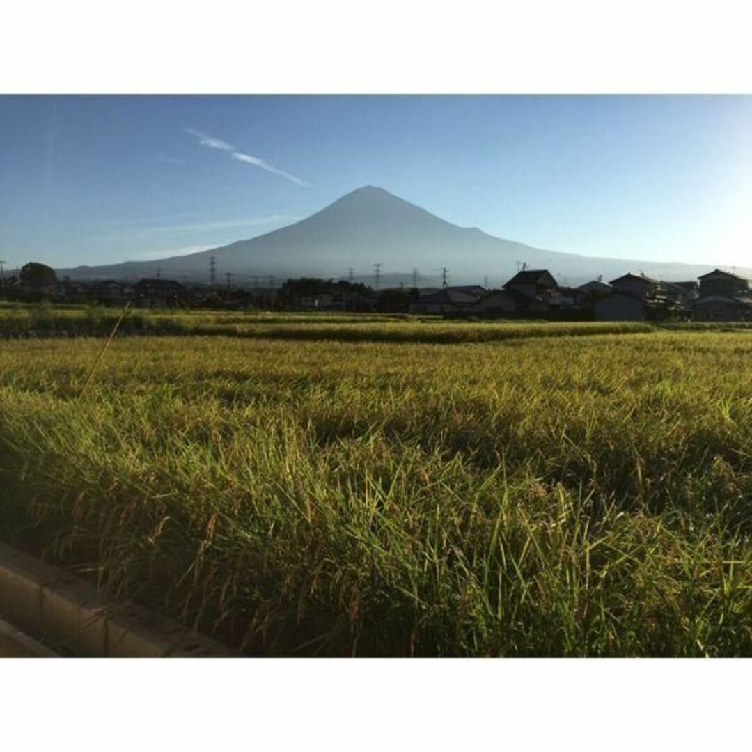 令和5年産　炊くとふっくら！霊峰富士山の湧き水が作った絶品コシヒカリ 5kg白米 食品/飲料/酒の食品(米/穀物)の商品写真