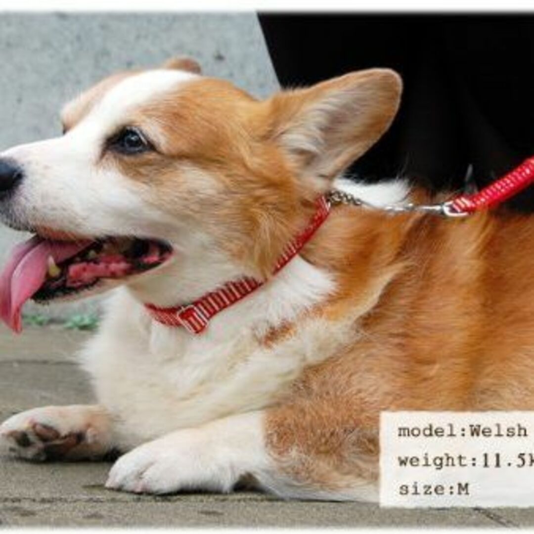 【新着商品】[ASHU] ＳＴＥＰ ハーフチョーク Ｍ レッド 小型犬～中型犬