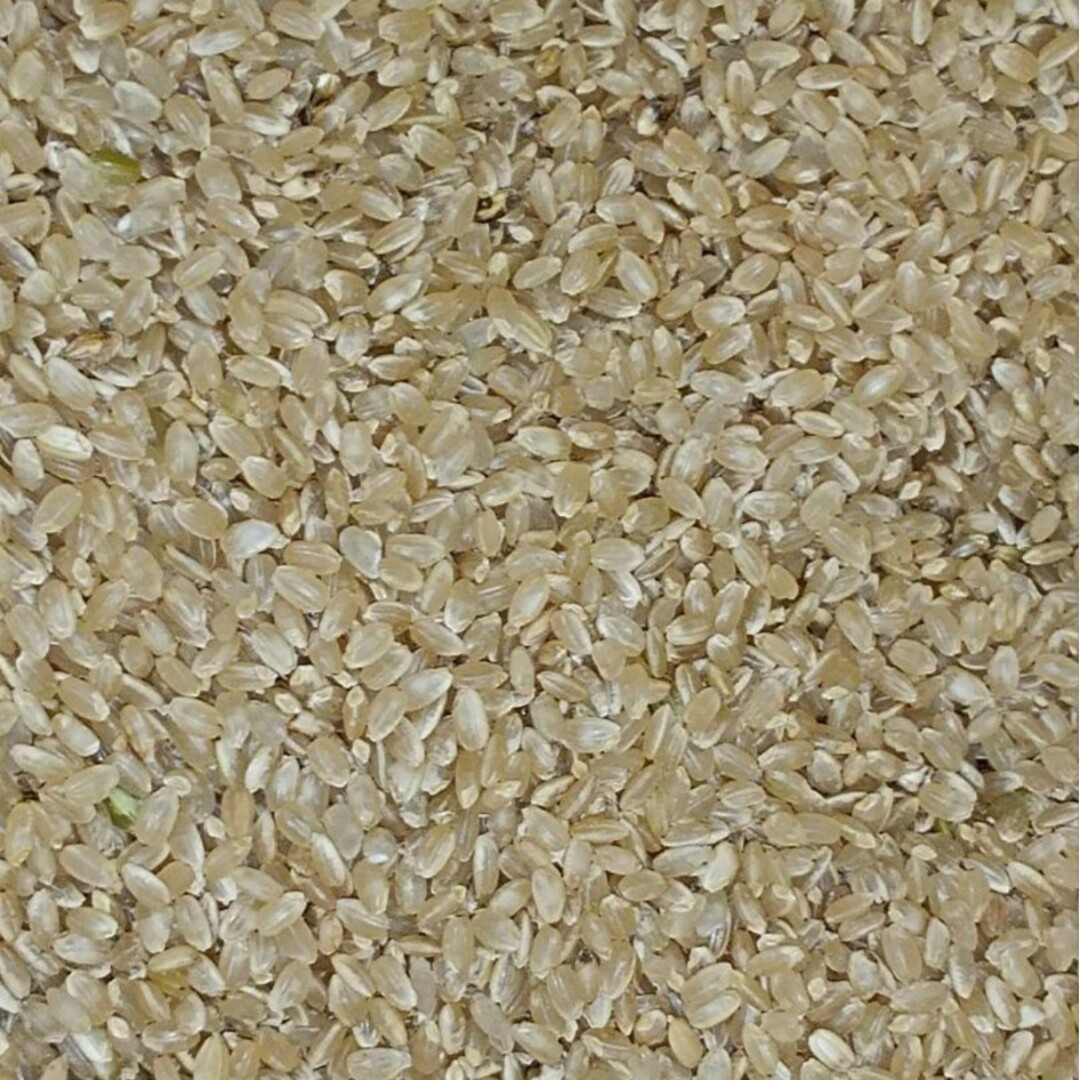 無農薬　玄米20キロ　米/穀物　令和5年　キヌヒカリ