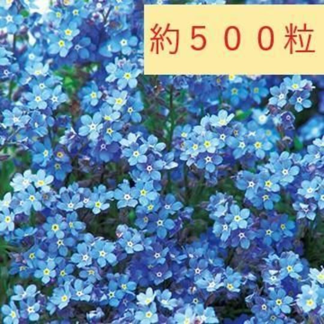 【花の種】忘れな草　約500粒　ドワーフブルー　0.5ｍｌ　ミオソチス ハンドメイドのフラワー/ガーデン(プランター)の商品写真