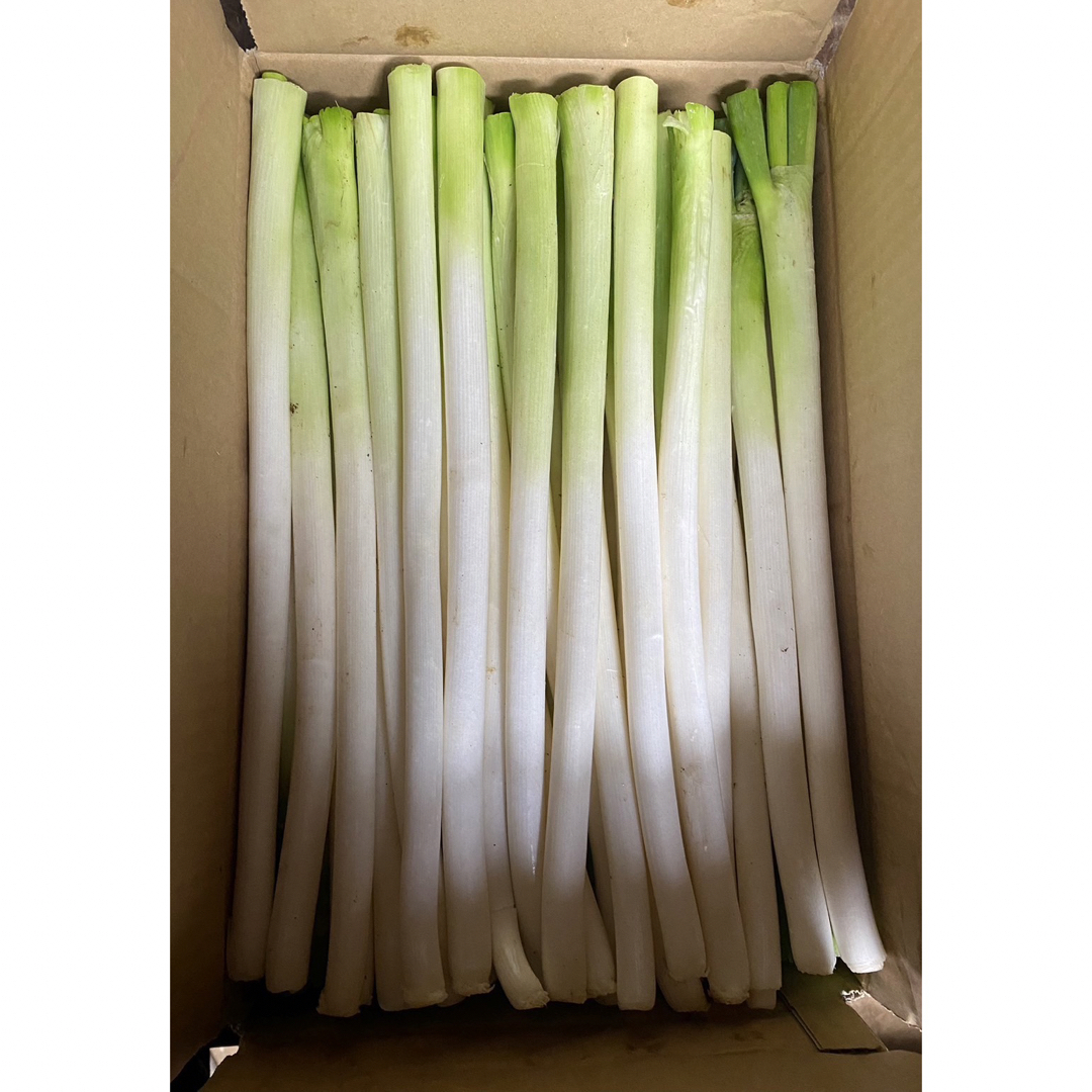 大分県産 採れたて白ネギ(4kg)×3箱 - 野菜