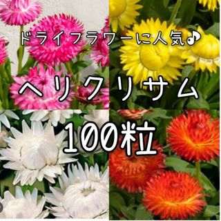 【ヘリクリサムのタネ】混合100粒 種子 貝殻草 切り花やドライフラワーにも(その他)