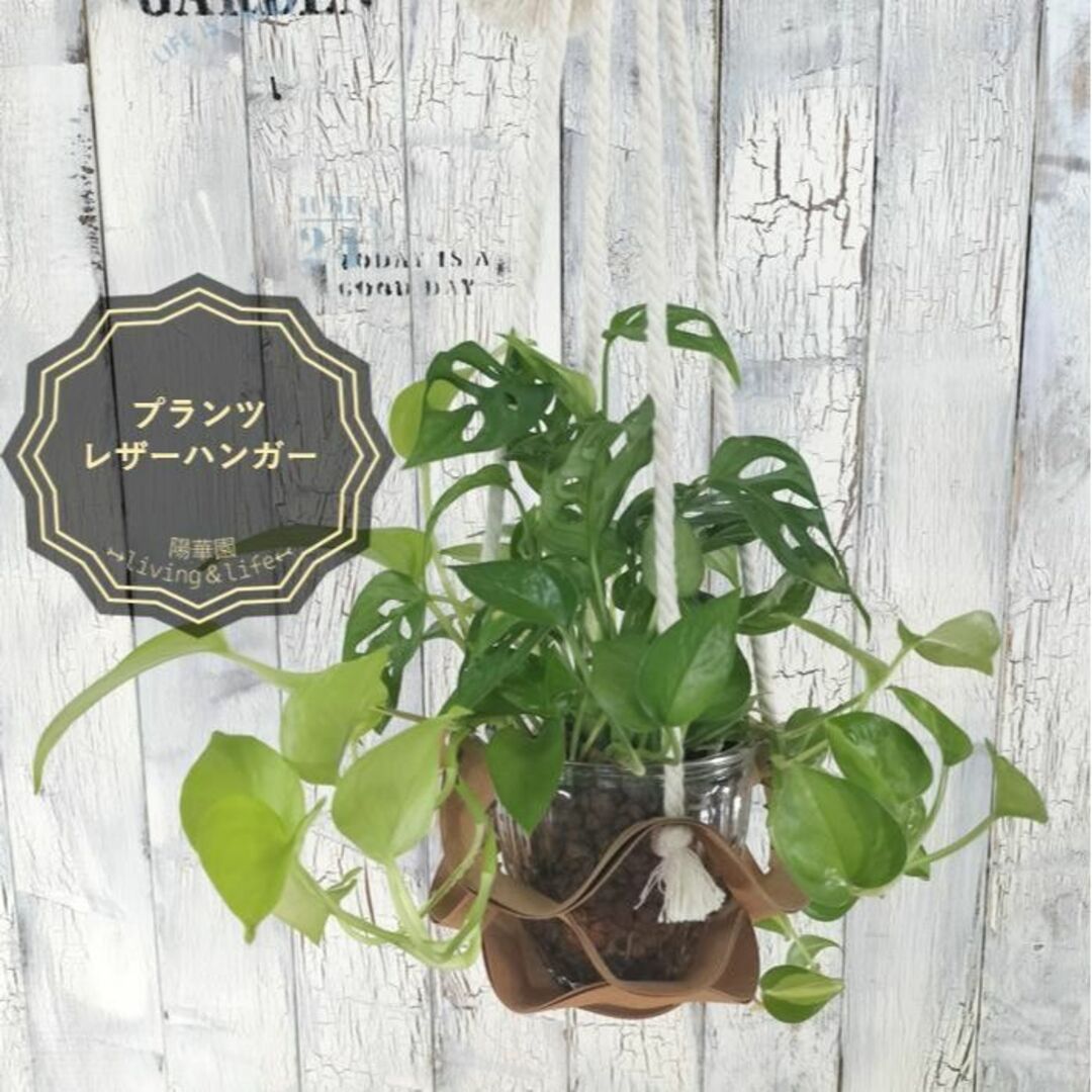 プランツ レザーハンガー　観葉植物