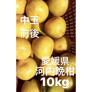 愛媛県産　宇和ゴールド　河内晩柑　10kg(フルーツ)