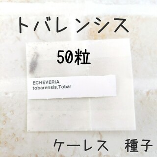 トバレンシス　50粒　ケーレス　種子(その他)