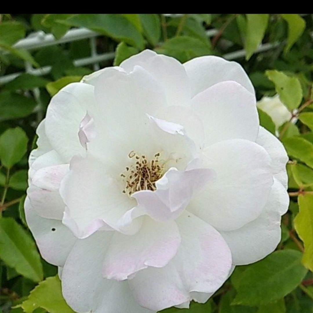 つるばら大輪～アイスバーグ　透明感のある薔薇　ポット苗 ハンドメイドのフラワー/ガーデン(プランター)の商品写真