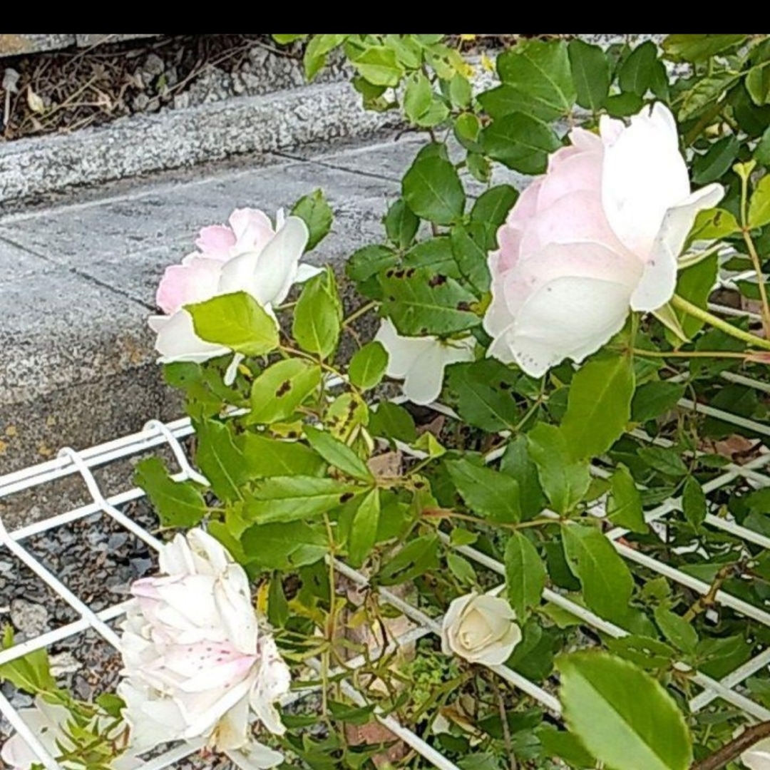 つるばら大輪～アイスバーグ　透明感のある薔薇　ポット苗 ハンドメイドのフラワー/ガーデン(プランター)の商品写真