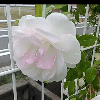 つるばら大輪～アイスバーグ　透明感のある薔薇　ポット苗(プランター)