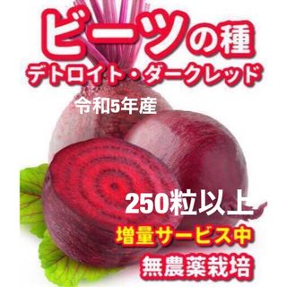 ビーツの種　デトロイトダークレッド【250粒以上】★令和5年産・無農薬栽培の種(野菜)