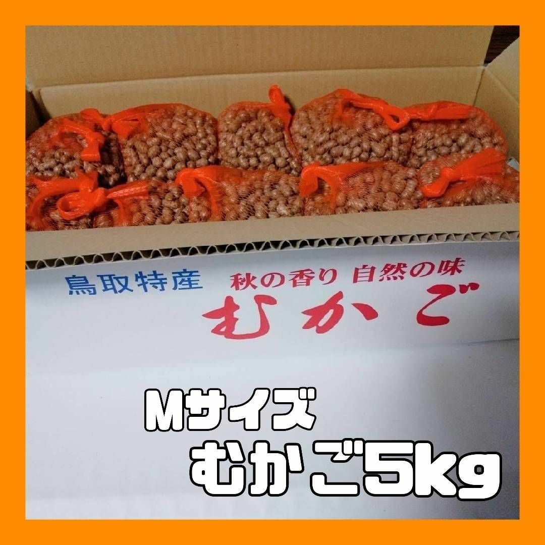 【鳥取県産】むかご 5kg（500g×10袋） Mサイズ 長芋ねばりっこ