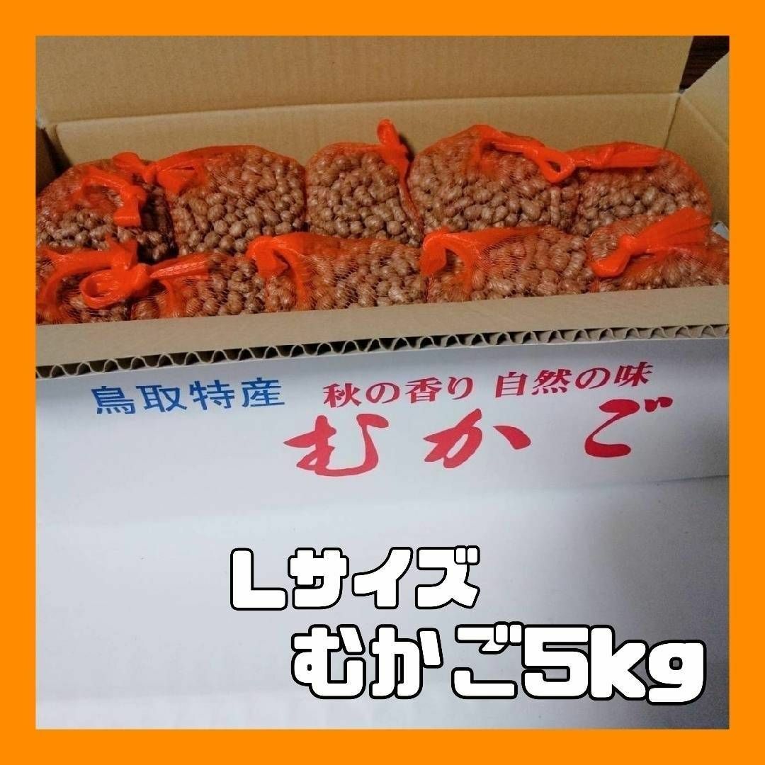 【鳥取県産】むかご 5kg（500g×10袋） Lサイズ 長芋 ねばりっこ