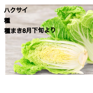 白菜 種 ティースプーン1杯分(野菜)