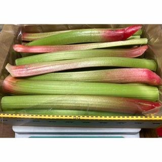 信州産 フレッシュ ルバーブ ミックスカラー/ 簡単絶品クランブルを作ろう♪(野菜)