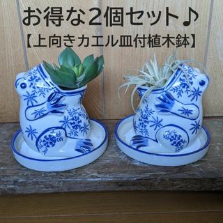 【上向きカエル植木鉢お得な2個セット】　受け皿付　蛙　植木鉢　陶器　　青花(プランター)