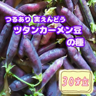 野菜の種 【実えんどう】ツタンカーメン①(野菜)