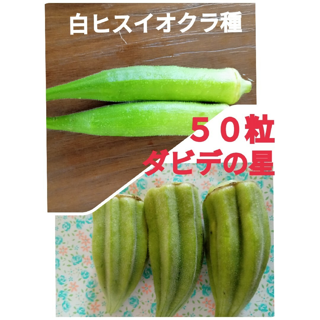 2種類のオクラ種 ダビデの星➕白ヒスイ　タネの出品 食品/飲料/酒の食品(野菜)の商品写真