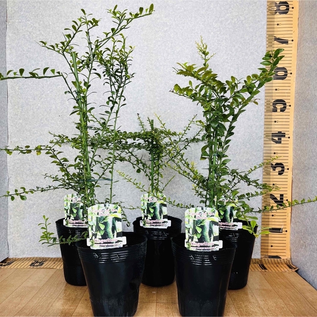 フィンガーライム接木苗／1年生苗木　5鉢セット　植物✴︎柑橘苗