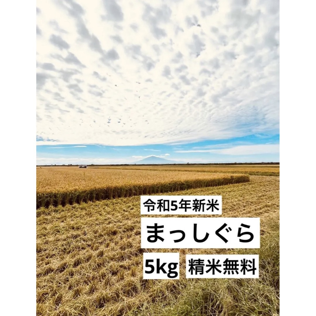 【令和5年新米】まっしぐら　5kg 青森米　桜米 食品/飲料/酒の食品(米/穀物)の商品写真