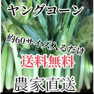 雨村様専用(野菜)