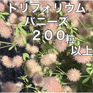 ⚠️200粒以上⚠️ 花の種 ♡モフモフの♡ トリフォリウムバニーズ 種(その他)