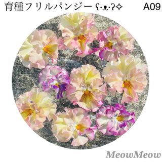 【A09】MeowMeow交配 フリルパンジーの種 30粒(その他)