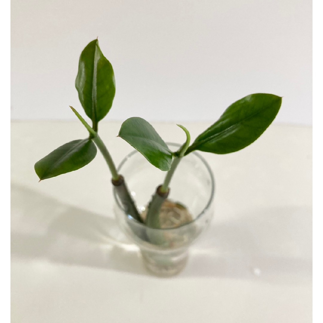 〈観葉植物〉沖縄からマングローブ(八重山ヒルギ)2本セット(送料込み) ハンドメイドのフラワー/ガーデン(その他)の商品写真