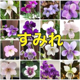 花種 スミレ種  すみれ 菫 ⚠️珍しい種類⚠️ 宿根草 花種  ミックス 種(その他)