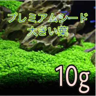 種から育てる水草　水草の種【大きい葉】10g(アクアリウム)