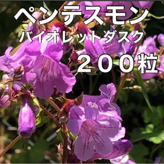 【可愛い♡♡⠀】花の種  ペンテスモン 種 バイオレットダスク 多年草 宿根草(その他)