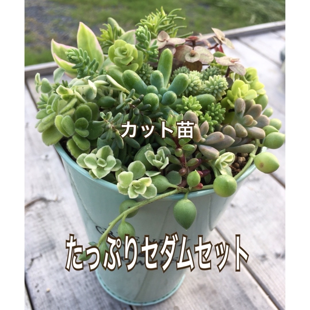 多肉植物　たっぷりセダムセット(15種類以上) ハンドメイドのフラワー/ガーデン(その他)の商品写真