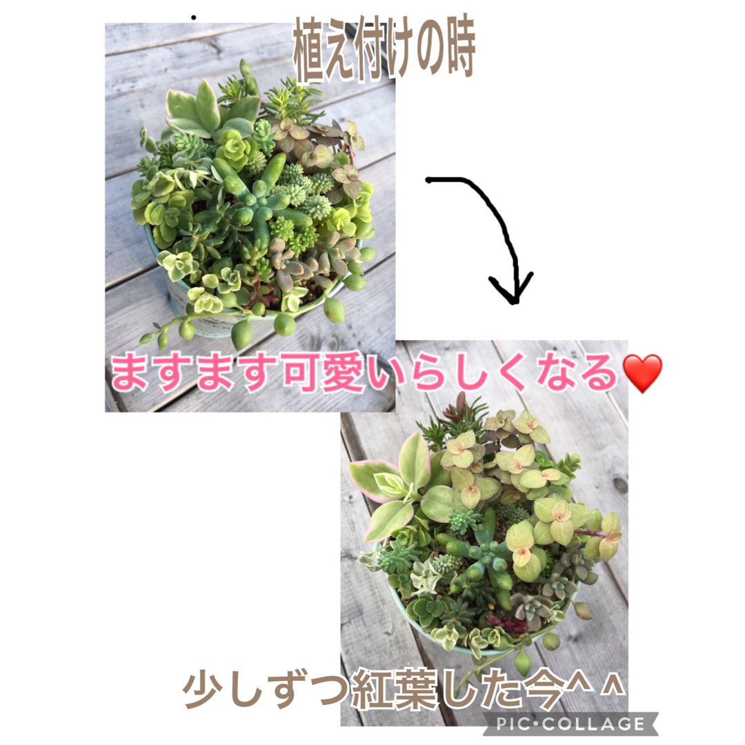 多肉植物　たっぷりセダムセット(15種類以上) ハンドメイドのフラワー/ガーデン(その他)の商品写真