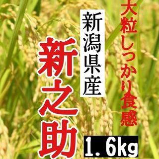 新潟県産新之助極み 玄米1.6㎏(令和4年産)(米/穀物)