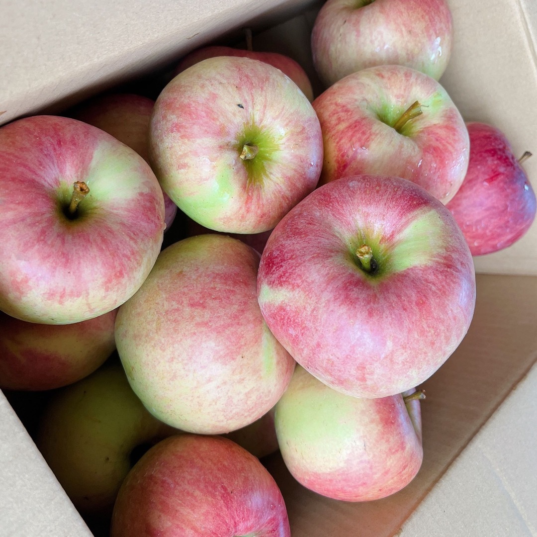 青森県産りんご　リール　迅速な対応で商品をお届け致します　ご家庭用加工用