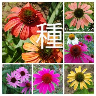 エキナセア　花の種　100粒以上(その他)