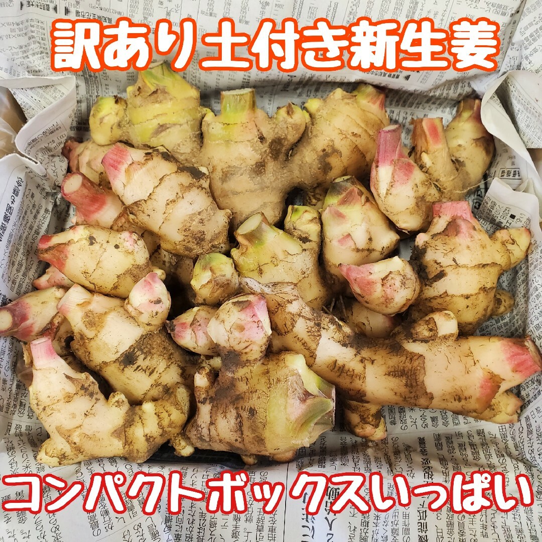 訳あり土付き新生姜コンパクト① 食品/飲料/酒の食品(野菜)の商品写真