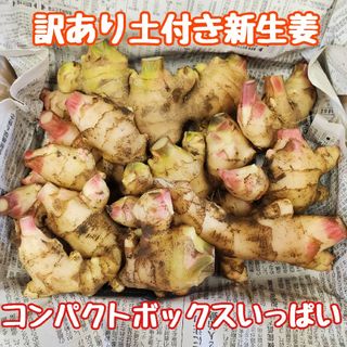 訳あり土付き新生姜コンパクト①(野菜)