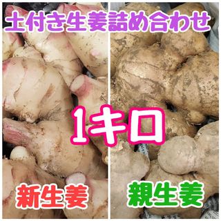 高知県産 土付き生姜詰め合わせコンパクト(野菜)