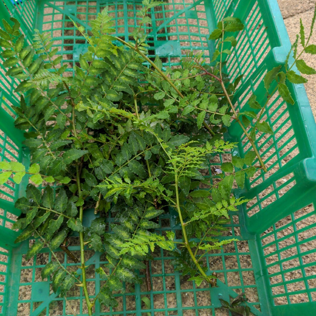 山椒の葉500枚　アゲハ蝶幼虫のエサ