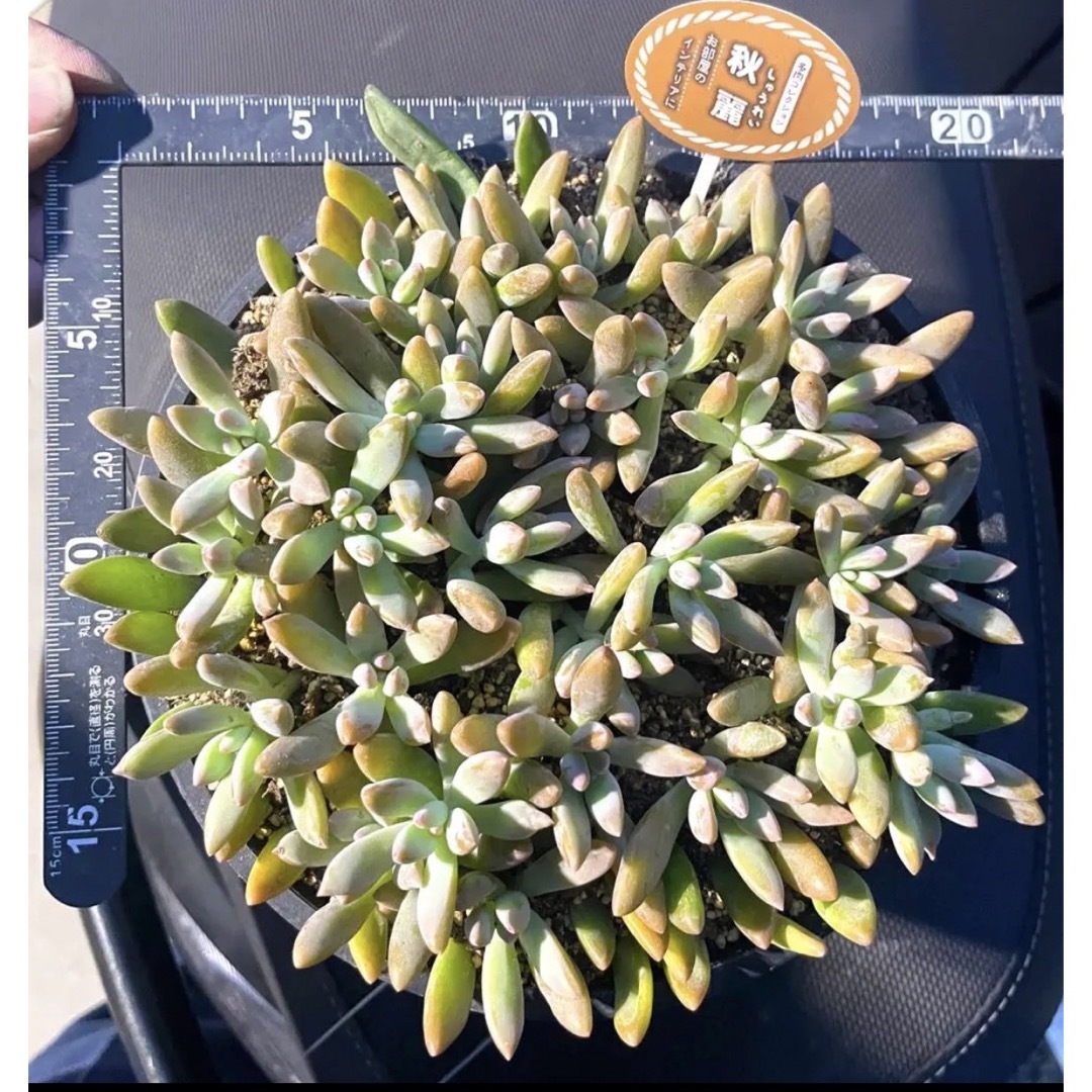 ✳️初出品✳️ バラマキ秋麗㎝ポットにたっぷり植えてます