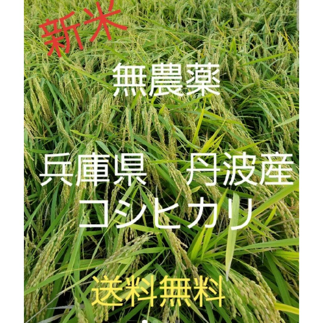 令和5年 兵庫県丹波産 農薬、除草剤不使用 新米コシヒカリ20キロ